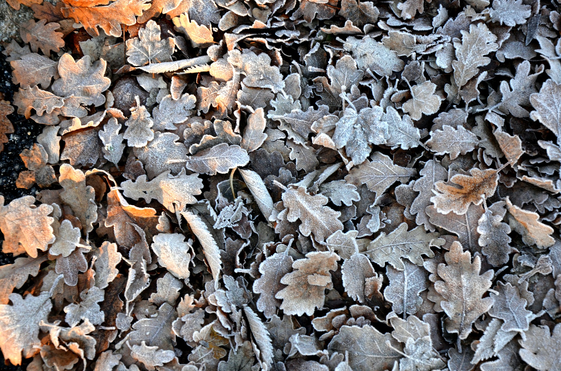 Заморозка листьев