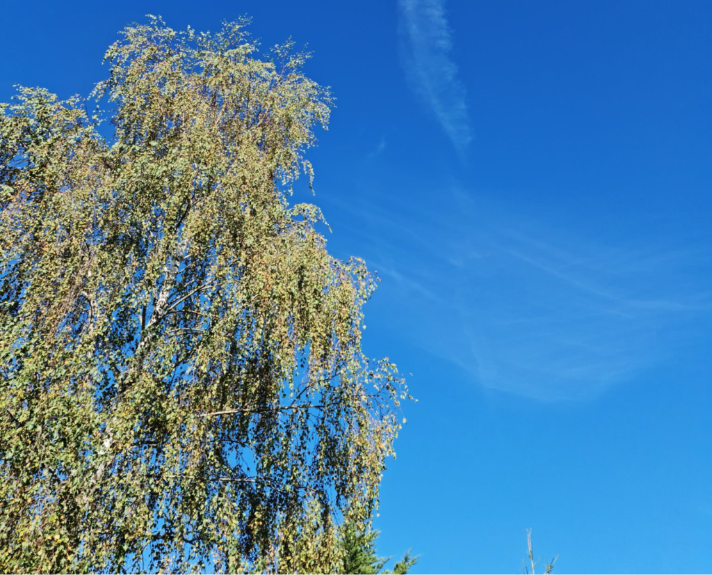 Ciel bleu soleil Météo Lor'