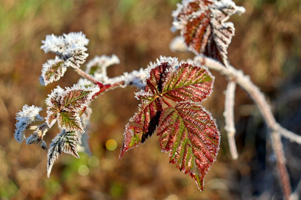 givre automne