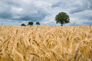 La météo en Lorraine d'ici fin juillet s'annonce-t-elle plus fraîche ?