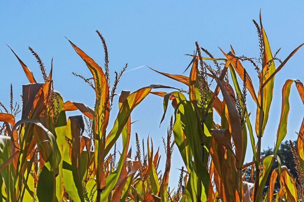 Fortes chaleurs persistantes en Lorraine mais pas de canicule.