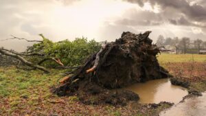 Vent arbre tempête